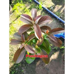 Bibit Alpukat Merah Super Unggul