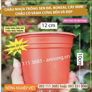 Combo 20 Chậu nhựa có vành miệng (12cm miệng x 10cm cao) Chậu trồng Sen Đá Chậu nhựa trồng Xương Rồng Bonsai