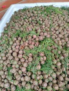 quả giống hoàng đàn tuyết lạng sơn chuẩn giống hoàng đàn đỏ nguồn gốc hữu liên hữu lũng lạng sơn