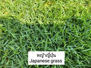 หญ้าสด ใหม่ หญ้าแท้ พร้อมปลูก! นิยมปูพื้นคลุมดินจัดสวน ตกแต่งเพิ่มความสวยงาม ปรับภูมิทัศน์ สดชื่นทุกสัมผัส