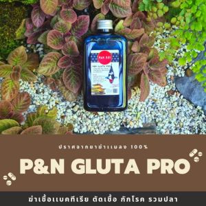 ผลิตภัณฑ์ฆ่าเชื้อโรคในบ่อและตู้ปลา P&N Gluta Pro
