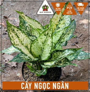 Cây Ngọc Ngân - Tổng thể tầm 20-30 cm - Size để bàn mang tài lộc!