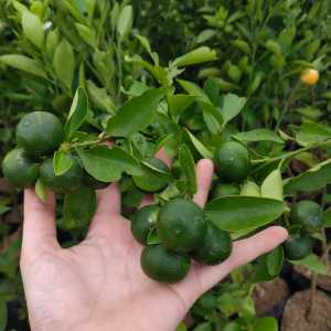 Bibit Jeruk Santang Madu Hijau Asli Kondisi Sudah Berbuah Lebat Super Manis Cangkok