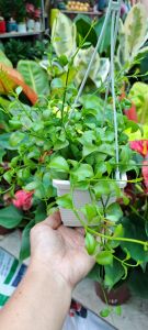 Cây trầu bà mini treo cửa sổ lớp học decor ban công hoặc để bàn trang trí quán cà phê Minh Hân Garden