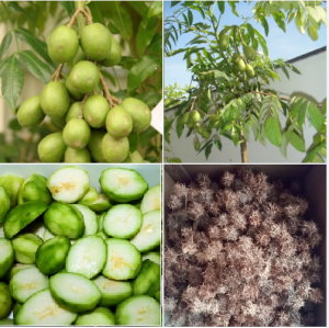 Hạt giống cây ăn trái cóc Thái ( 1 gói 5 hạt ) - VTNT1