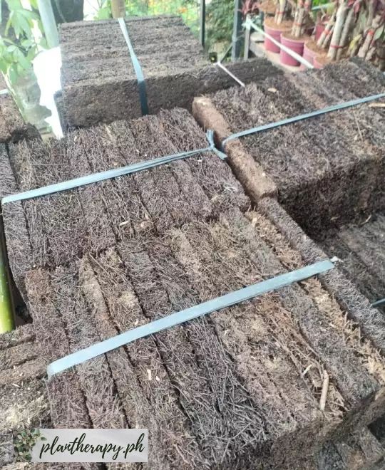 Organic Fern Block (Best for Trailing and Creeping Plants - 1 piece ...