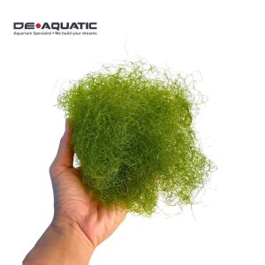 Chaeto (Marine Saltwater MacroAlgae)