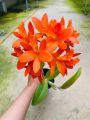 Hoa lan Catt đài Youngmint cây giống. 