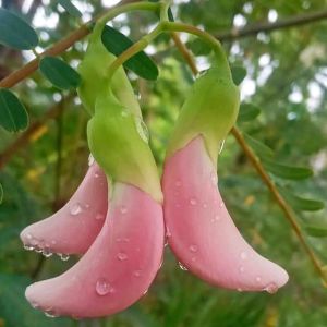 ต้นดอกแคสีชมพู (ต้นเตี้ย) แคชมพู ดอกแคชมพู ต้นแคสีชมพู ต้นแคแดง ต้นดอกแค ต้นแค แคบ้านดอกชมพู แคแกง ดอกแค แค