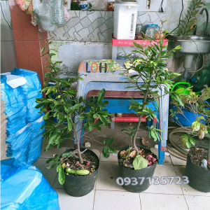 [HCM]cây mai vàng cây trung ( mai giảo từ 6-12 cánh )