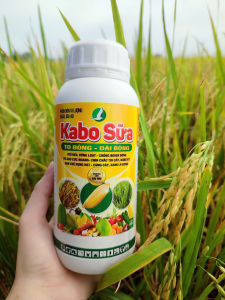 PHÂN BÓN KABO SỮA (chai 500ml) - LỚN ĐÒNG DÀI BÔNG CỨNG CÂY CHẮC HẠT