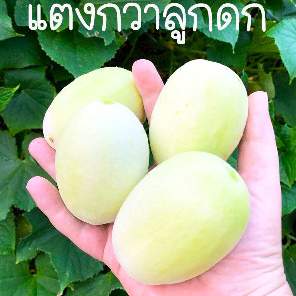 เมล็ดพันธุ์แตงกวาลูกดกมาก สามารถเก็บเมล็ดทำพันธุ์ต่อได้