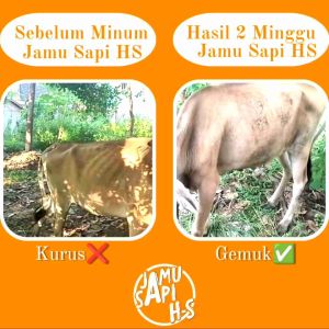 Jamu Sapi cepat gemuk Vitamin Penambah makan Penggemuk vitamin sapi kambing domba Kuda kerbau