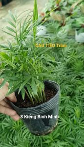 2 CHẬU CAU TIỂU TRÂM C5 XANH TỐT TRỒNG TRÒNG NHÀ CHỊU HẠN CHỊU MÁT CỰC TỐT GIAO CÂY NHƯ HÌNH TẶNG KÈM TÚI PHÂN ĐỂ BÀN LÀM VIỆC PHÙ HỢP niệm là một loại cây trừ tà khí có tác dụng án ngữhấp thu và loại bỏ khí xấu khai thông vượng khí đem đến tài lộc