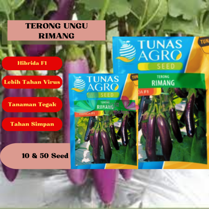 KUAT Benih Terong Ungu RIMANG Repack 10 50 Biji Terung Eggplant Bibit ...