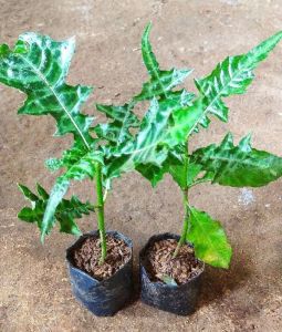 Bibit Tanaman Daruju