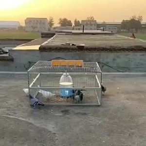 กรงลวด/กรงนก/กรงนกพิราบ/กรงนกพิราบ