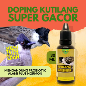 Vitamin Burung Kutilang Gacor Sutra Kapas Doping Kutilang Gacor Kutilang Lomba menjaga imunitas