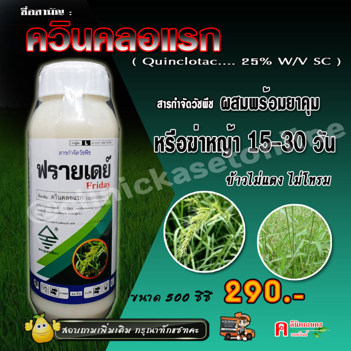 ฟรายเดย์ ควินคลอแรก 500 ซีซี กำจัดหญ้าข้าวนก หญ้าลิเก ข้าวไม่โทรม