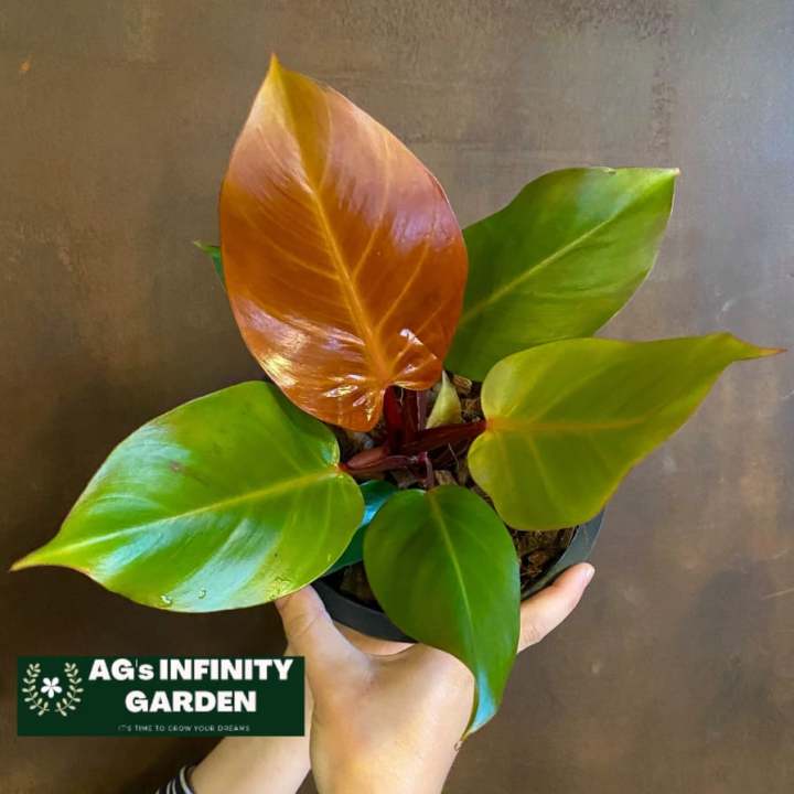 philodendron treubii moonlight Moonlight Satin Pothos – Plant Detectives main image 0