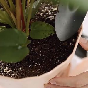 Set Dụng Cụ Trồng Cây Mini 3 Chi Tiết – Hỗ Trợ Chăm Sóc Hoa Cây Tại Nhà