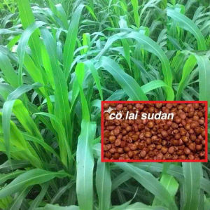 Hạt Giống Cỏ chăn nuôi SUDAN lai super 100grcỏ ngôcỏ cao lương