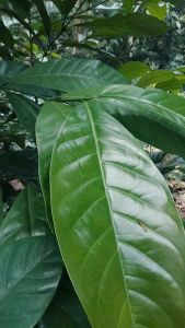 Daun kopi dipetik segar penuh khasiat dan manfaat.