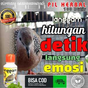 PAKAN BURUNG AMPUH LANGGAM PILBURUNG TEKUKUR/DERKUKU HITUNGAN DETIK LANGSUNG EMOSI ANDALAS