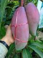 Pokok Mangga Gajah Merah hybrid. 