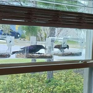 Window Bird Feeder With Weatherproof Design And Large Capacity Feed Container For Outdoor Balcony Bird Feeding Supply