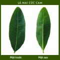 Mai Cúc Cam 24 cánh (Cúc Cam) chuẩn giống, mắt ghép khoẻ. 