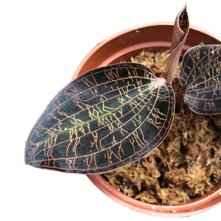 Jewel Orchid Macodes limii (0.10m) | Lazada Singapore