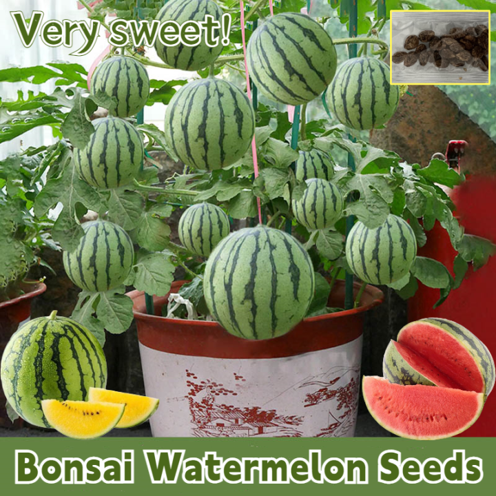 [Easy to grow in Philippines] Fresh Watermelon Seeds Fruit Seeds for