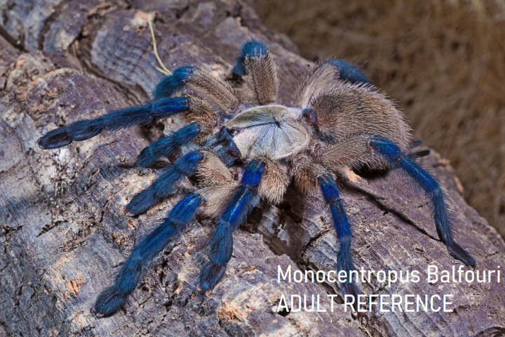 Tarantula Pet Monocentropus Balfouri Socotra Island Blue Baboon | Lazada