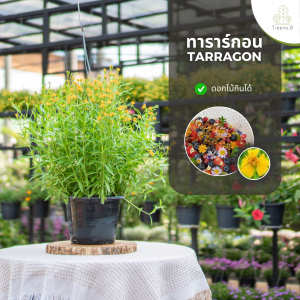 Treeno.9 T83 ทารากอน (Tarragon) กระถาง 8 นิ้ว ใบสดที่มีกลิ่นหอมรสเผ็ดร้อน มีดอกสีเหลือง ใช้ปรุงและประดับอาหาร