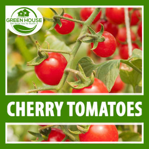 Green House® Dwarf Hybrid Cherry Tomato Seeds: A Comprehensive Guide