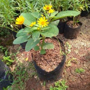 TANAMAN HIAS BUNGA MATAHARI MINI / MATAHARI MINI KOLGET