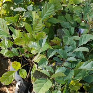 Nadtida เเคนา  ต้นไม้ตาย ระหว่างขนส่งเคลมฟรี ต้นเเคนา ต้นไม้ตาย ระหว่างขนส่ง เคลมฟรี