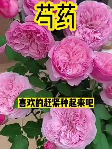 Peony flowers lawn flowers four-season vegetables and ornamental plants