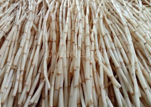 Akar Alang Alang 500gr Segar Bersih Super Dari Pegunungan Ciremai