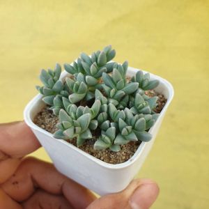 ต้นไม้อวบน้ำ กุหลาบหิน คอร์ปุสคูลาเรีย เลมานนิอิ Crassula Lehmannii #Ice Plan #เมล็ดพันธุ์พืช