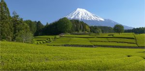 Shizukesa ORGANIC Matcha Powder (Premium Daily Grade - Ereganto) - 30g [Product of Kagoshima Japan] Matcha Mixer Matchapulver Matcha Machine Matcha Maker - Lazada