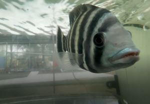 [Livestock] Tiger tilapia | Live Pet fishes | Small Medium Animal | Aquarium fish | Aquatic