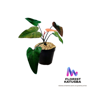 tanaman hias Philodendron dark lord