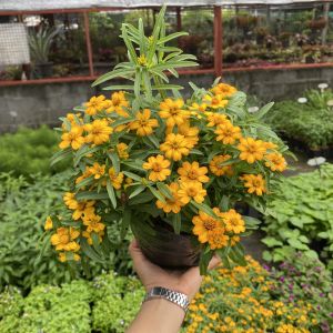 ดอกกระดุมเงิน ดอกไม้กินได้ ดอกกระดุมส้ม กระดุมทอง ดอกบานทน ประดับเค้กสุดคิ้วท์ เลี้ยงง่าย ผักสวนครัวปลูกง่าย มี2 สีให้เลือก