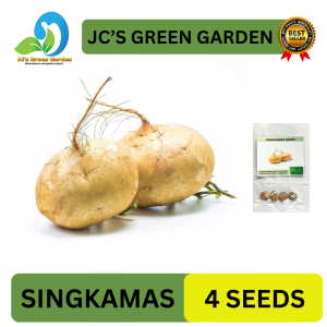 VALUE PACK (4 SEEDS) SINGKAMAS-TURNIP SEEDS/HYBRID/EASY TO GROW/EASY TO PLANT/FOR GARDEN/FOR FARMING