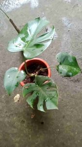 monstera deliciousa (LIVE)