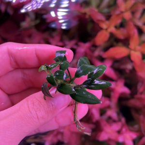 [Aquatic Plant] Anubias Nana Pangolino Pango Small Mini Leaf Plants Low Tech No CO2 Rare 穿山甲