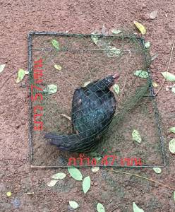 กับดักไก่ และ ดักนกทุกชนิด กว้าง 47 เซน ยาว 57 เซน ใช้งานได้ดีสปริงแข็งดีเหล็กดีตาข่ายดีติดแล้วไม่หลุดใช้งานได้หลายปีมีใว้ได้ใช้แน่นอน