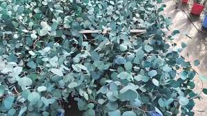 LZD  Hot Four Kinds of Fresh Eucalyptus and Lavender Shower Bouquet  Leaf Eucalyptus Decoration Dried Flowers Bouquet